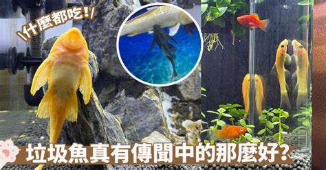 垃圾魚怎麼養|垃圾魚才不是真正的清道夫囉！揭示水族箱清潔達人背。